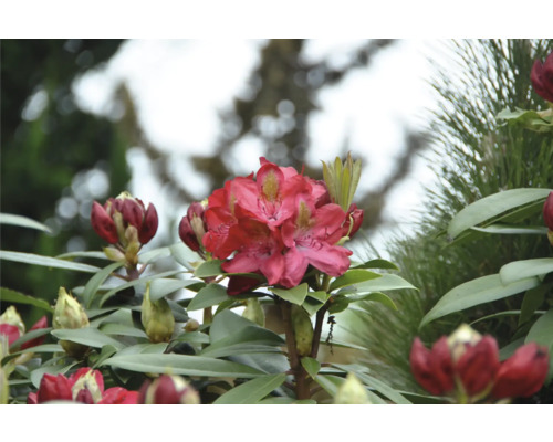 Närbild av en blommande, röd rhododendronväxt.