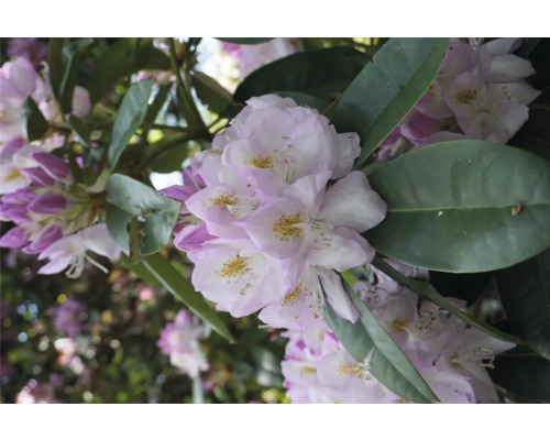 Närbild av rhododendronblommor med blad