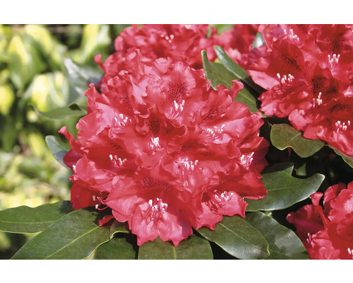 Närbild av en röd rhododendronblomma med gröna blad
