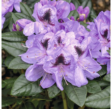 Närbild av en lila blommande rhododendronväxt med gröna blad