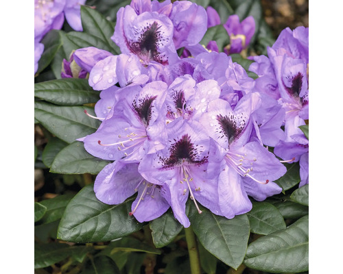 Närbild av en lila blommande rhododendronväxt med gröna blad