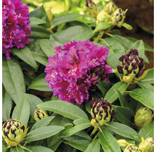 Närbild av en purpurröd rhododendronblomma med gröna blad och blomknoppar.