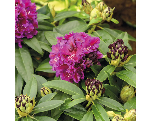 Närbild av en purpurröd rhododendronblomma med gröna blad och blomknoppar.