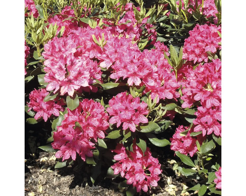 Rhododendron med blad och blommor