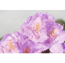 Närbild av rhododendronblommor med vattendroppar