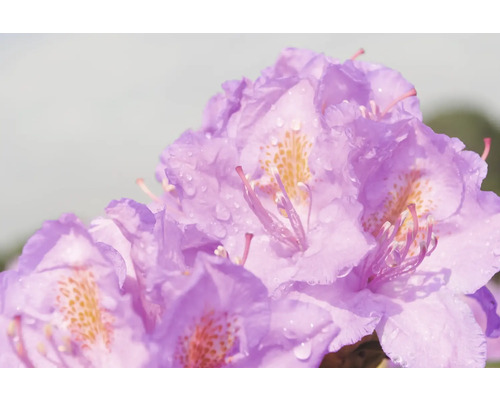 Närbild av rhododendronblommor med vattendroppar