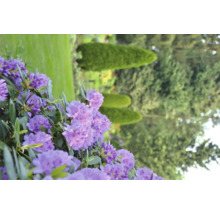 Närbild av lila rhododendronblommor i trädgården