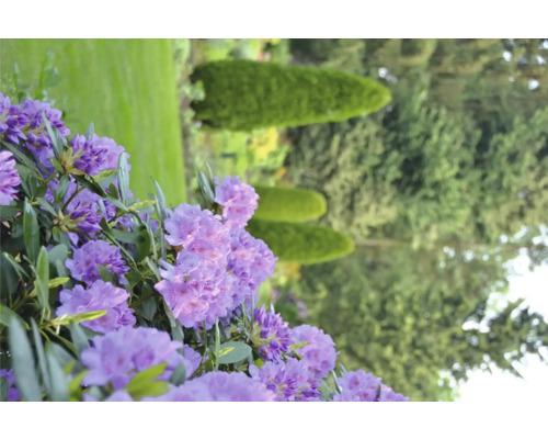 Närbild av lila rhododendronblommor i trädgården