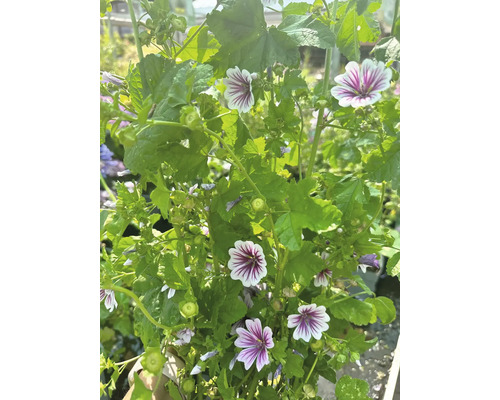 Myskmalva med blommor och gröna blad.