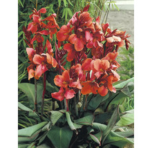 Blommande Canna växt i trädgården