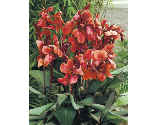 Blommande Canna växt i trädgården