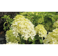 Syrenhortensia med blomma