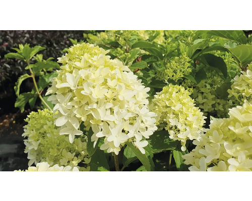 Syrenhortensia med blomma