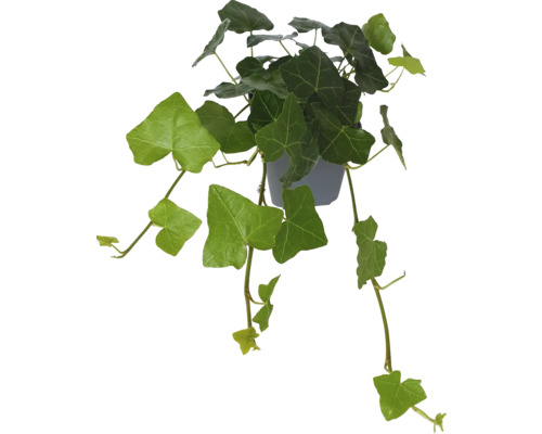Storbladig murgröna FLORASELF Hedera helix hibernica Ø9cm
