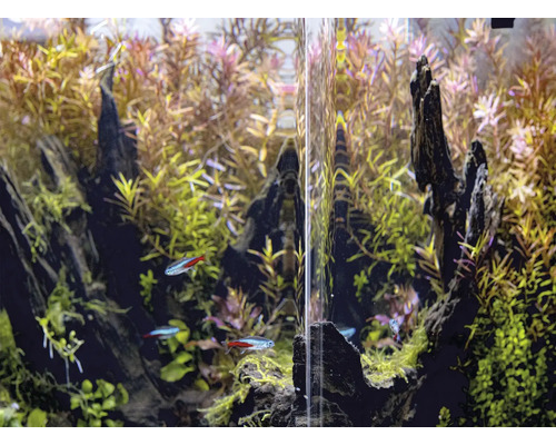 Akvarium med växter, rotdrivved och neonfiskar