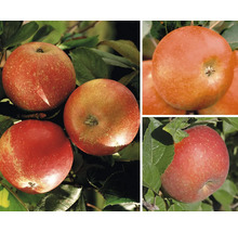 Flera äpplen av sorten ''Pilot'' på trädet