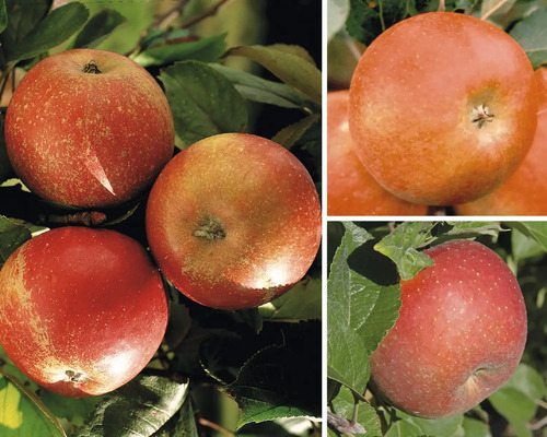 Äppelträd bio Trio spaljé ca 100-120cm Co 7,5L äppelsort Cox Orange-Elstar-Goldparmäne