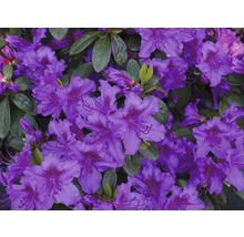 Närbild av lila rhododendronblommor.