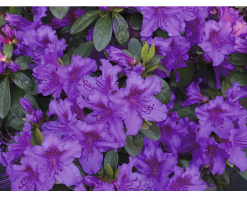 Närbild av lila rhododendronblommor.