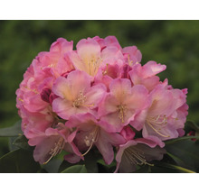 Närbild av en rosa rhododendronblomma