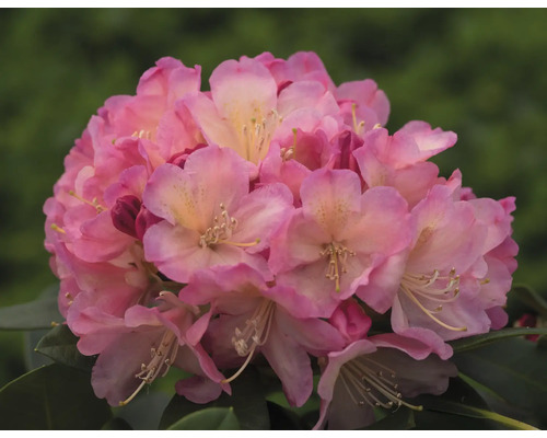 Närbild av en rosa rhododendronblomma