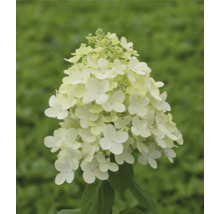 Syrenhortensia med vita blommor