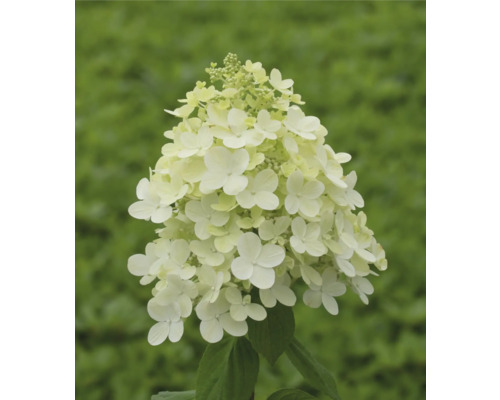 Vipphortensia FLORASELF Hydrangea paniculata 60-70cm Co 14L blandade sorter Syrenhortensia med vita blommor