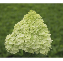 Hortensia blommor