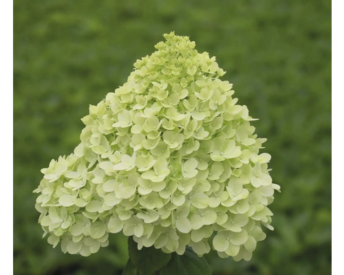 Hortensia blommor