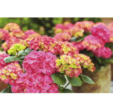 Hortensia Hydrangea macrophylla 'DIVA FIORE®' Co 14L sorterad