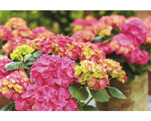 Närbild av rosa hortensiablommor