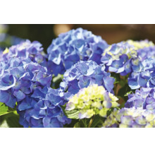 Hortensia Hydrangea macrophylla 'DIVA FIORE®' Co 14L sorterad