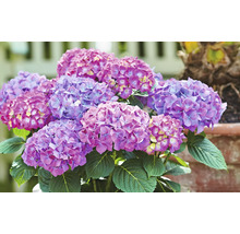 Hortensia Hydrangea macrophylla 'DIVA FIORE®' Co 14L sorterad