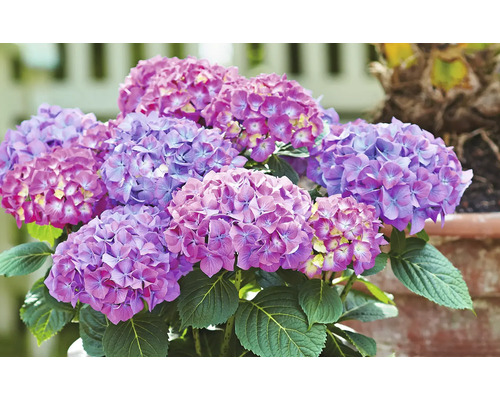Närbild av en hortensia i kruka med blommor