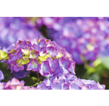 Hortensia Hydrangea macrophylla 'DIVA FIORE®' Co 14L sorterad
