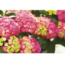 Hortensia Hydrangea macrophylla 'DIVA FIORE®' Co 14L sorterad