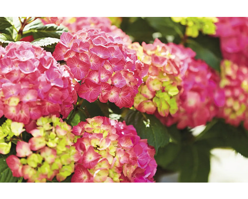 Närbild av rosa hortensiablommor