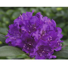 Närbild av en lila rhododendronblomma