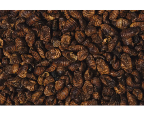 Närbild av silkesmaskpuppor