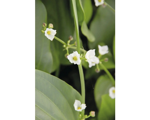 Pilört med vita blommor