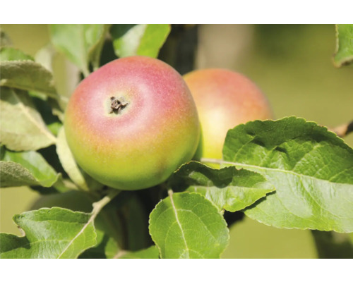 Höstäppelträd FLORASELF Bio Malus domestica 'Prinz Albrecht' stamhöjd ca 120cm totalhöjd ca 150-180cm