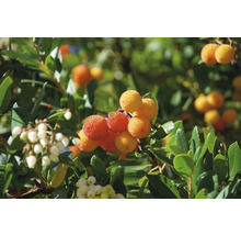 Närbild av ett jordgubbs träd med frukt och blommor