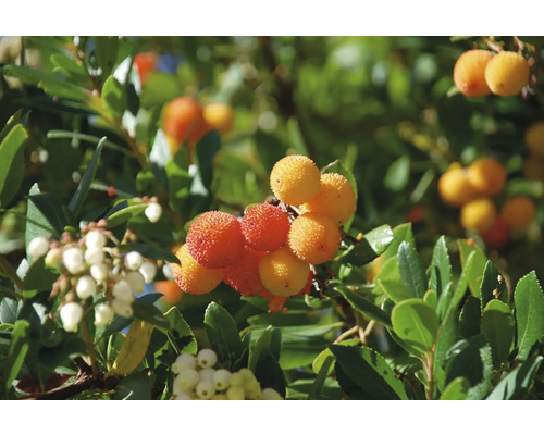 Närbild av ett jordgubbs träd med frukt och blommor