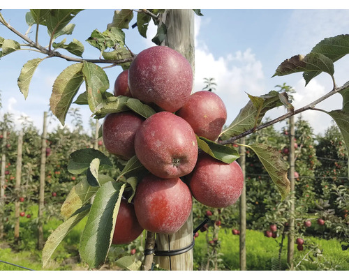Dvärgäppelträd FLORASELF Bio Malus Starline 'Orange Crimson' 60-80cm Co 7,5L
