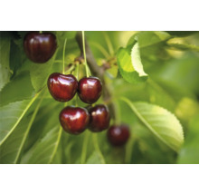 Sötkörsbär på trädet med löv