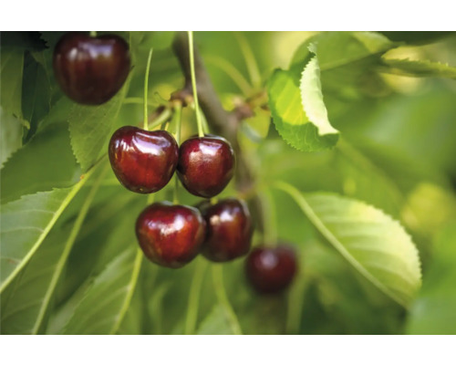 Sötkörsbär halvstam FLORASELF Prunus avium 'Regina' totalhöjd 120-150cm Co 7,5L