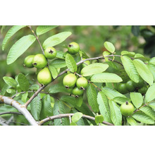 Gren med guavor och blad