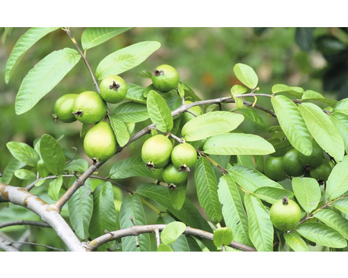 Gren med guavor och blad