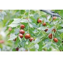 Gren av jujubeträd med frukt och blad