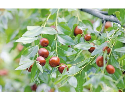 Gren av jujubeträd med frukt och blad